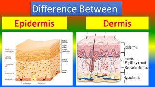 Difference between Epidermis and Dermis [upl. by Anai]