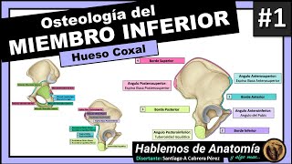 🔴 3👉OSTEOLOGIA DEL MIEMBRO INFERIOR 🟩 HUESO COXAL🟪 [upl. by Killen974]