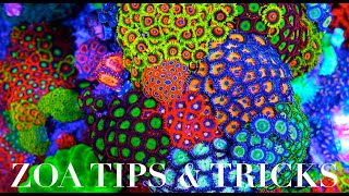 Zoanthid Care 101 [upl. by Ditmore]