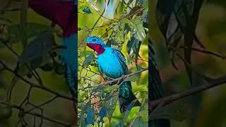 Spangled cotinga [upl. by Mitman739]