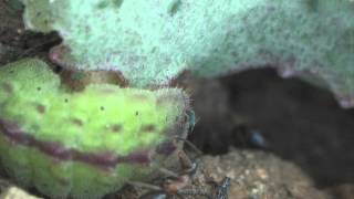 Myrmecophily  Lasius emarginatus attracted by caterpillars of Scolitantides orion [upl. by Enineg]