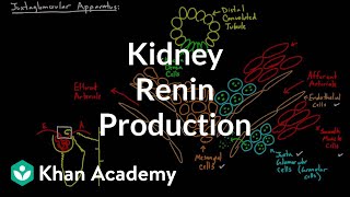 Renin production in the kidneys  Renal system physiology  NCLEXRN  Khan Academy [upl. by Euqinomod715]