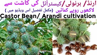 Castor Bean cultivation Arandi ki kashtارنڈ کی کاشت hernoli  benefits castor oil castor seeds [upl. by Sylado]