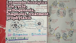 Entamoeba histolytica full notes explained in hindi  part 2 [upl. by Booker]