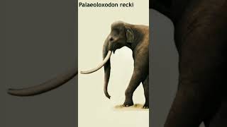 The Giant of the Past StraightTusked Elephant Facts You Didnt Know PrehistoricGiants Extinct [upl. by Maudie]