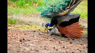 How To Mate PEACOCKS  Male Peacock Mating With Peahen [upl. by Laszlo]