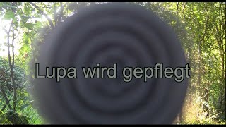 Lupa wird gepflegt [upl. by Memberg483]