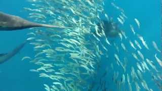 Sailfish feeding on sardine school 25 nm offshore in the Yacatan channel Mexico [upl. by Hinson233]