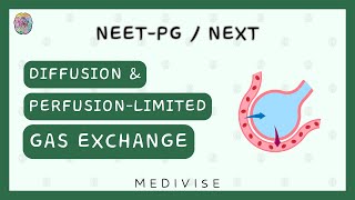 Diffusion and Perfusion Limited Gas Exchange  Respiratory Physiology  NEETPGNExT [upl. by Blayne37]