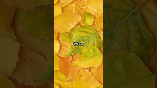 Why are my plants leaves turning yellow plantcare yellowleaves gardeningtips [upl. by Tobi]