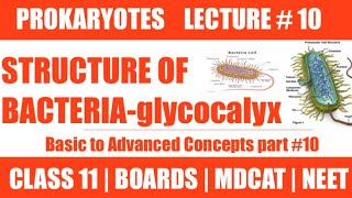 STRUCTURE OF BACTERIA GLYCOCALYX  LECTURE 10  CHAP PROKARYOTES  CLASS 11NMDCAT NEET [upl. by Oiruam]