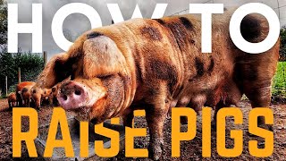 HOW TO RAISE PIGS  Gloustershire Old Spots [upl. by Wheaton]