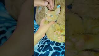 Aise bhole Bankar hai baithe song arijitsingh cat catlover [upl. by Ranice]