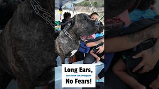 Long Ears No Fears  Uncropped Brindle Cane Corso girl [upl. by Carmita]