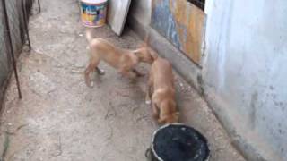 Cachorros podencos en Murcia [upl. by Nelyk]