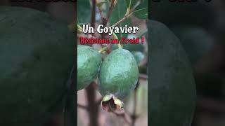 Le goyavier résistant au froid  permaculture [upl. by Attaynik947]