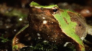 Why Is This Amphibian Called Vomit Frog [upl. by Helse]