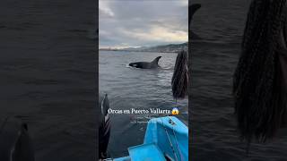 Encuentro con orcas en Vallarta 😱 YoAmoPuertoVallarta ❤️ [upl. by Finley56]