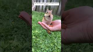 This man rescued a chipmunk and raised it with all his heart animalshorts shortsvideo [upl. by Saffian]