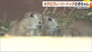 「元気いっぱいを見て」砥部・とべ動物園でプレーリードッグ赤ちゃん １８日から一般公開【愛媛】 240517 1850 [upl. by Leciram213]