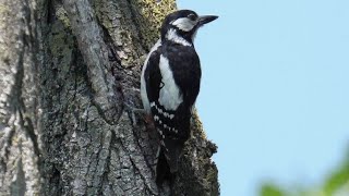 Picchio rosso maggiore tamburo di bosco  Great spotted woodpecker wood drum [upl. by Shiller766]