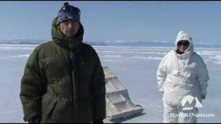 Voyage Observation des phoques du Baïkal avec BaikalNature [upl. by Moazami]