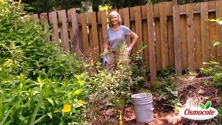 Pruning Hardy Fuchsias [upl. by Bully250]