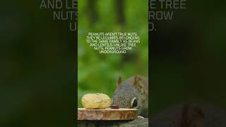 Peanuts Aren’t Nuts amazingfacts peanut nature [upl. by Oecam]