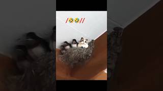 Funny cat 😺😺 funny pets catcomedy catvideos cat cutecats meowmemes cutepets cute meows [upl. by Anuahsat]