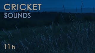 Cricket Sounds  Crickets Chirping at Night  Nature Sounds for Sleep amp Relaxation  11 Hours [upl. by Atiuqa]