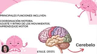 Generalidades del cerebroNeuroeducación [upl. by Kroo]