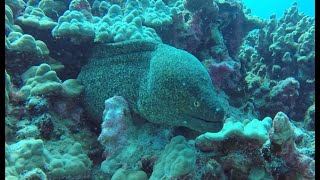 quotBest Diving in Kona Scorpionfish Triggerfish Moray Trevally Coris” [upl. by Ppilihp]