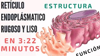 Retículo endoplasmático rugoso y liso  Histología de Ross [upl. by Mavilia]