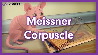 Meissner Corpuscle Mnemonic [upl. by Animahs]