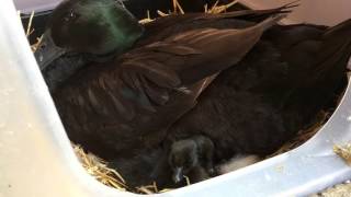 Baby Cayuga Ducklings  just hatched last night [upl. by Yeruoc]