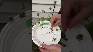 How to harvest Wingstem Verbesina alternifolia seeds [upl. by Ivah]