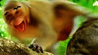 Breaking Jonna Bone  Enormously Reaction Monkey Janes Family [upl. by Esikram]