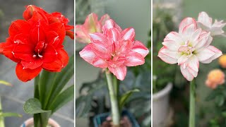 30 Gorgeous Double Amaryllis Varieties with Names [upl. by Ainolopa]