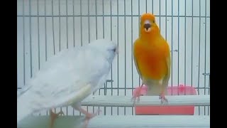 Canary bird song  best canary songs  pet canary singing  Canary singing videos  5 [upl. by Eizeerb]