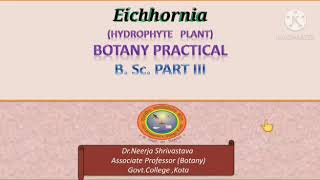 Eichhornia Hydrophyte Botany BScPart lll [upl. by Euqinad975]