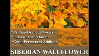 SIBERIAN WALLFLOWER Seed  Cheiranthus allionii FLOWER SEEDS on wwwMySeedsCo [upl. by Aicnetroh628]