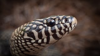 Finding the Apalachicola Kingsnake [upl. by Nolahs]