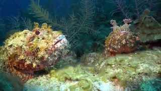 Caribbean Scorpion Fish  Master of disguise [upl. by Amos145]