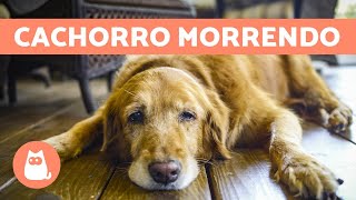 CACHORRO MORRENDO 5 sintomas para ficar atento [upl. by Takeo]