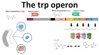 trp operon [upl. by Hertzog]