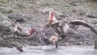 Polar carnage – Giant Petrels fighting over and eating a dead King Penguin [upl. by Ylurt793]