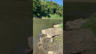 Maquoketa River kayaking kayak river fun water sun shorts  iowa good green views [upl. by Ibmat]