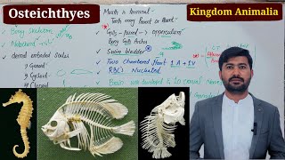 Osteicthyes or Bony Fish Kingdom animalia Fsc biology class 11 by irtisamsbiology [upl. by Goodson]