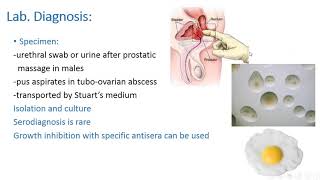 Microbiology Mycoplasma and Haemophilus Ducreyi [upl. by Kuth995]