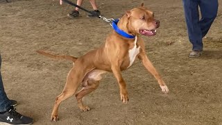 Best Gamebred APBT Show Pit Bulls of the Rockies Colorado 2022 [upl. by Leamaj197]